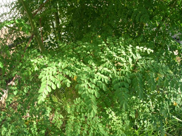 moringa.jpg