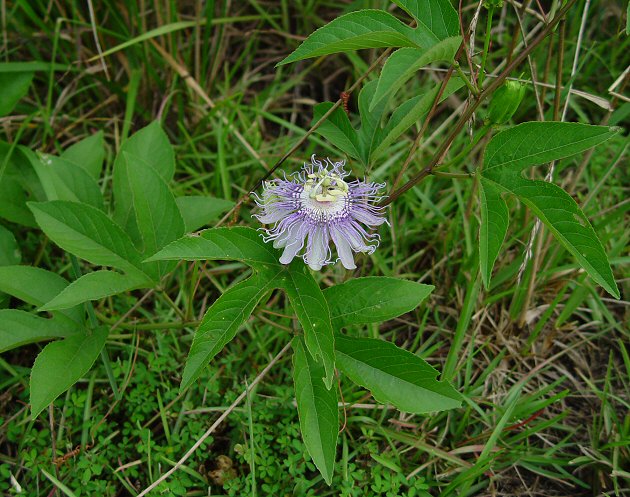 passiflora.jpg