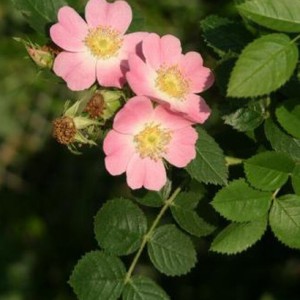 rosa-rubiginosa1-300x300.jpg