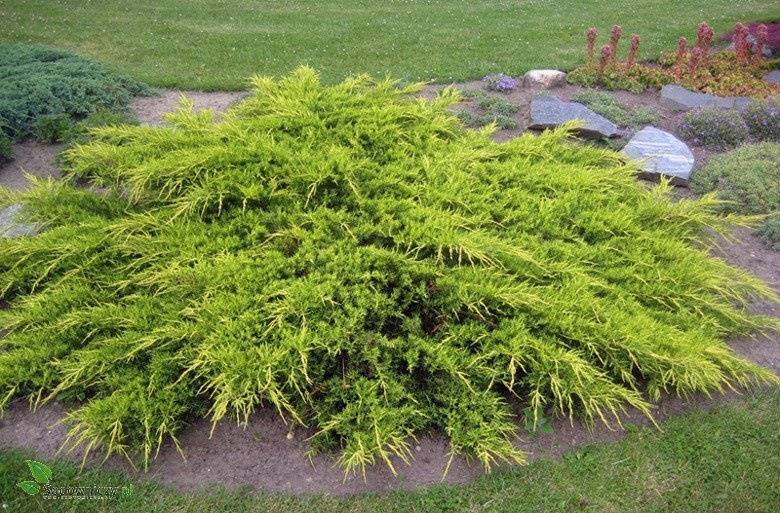 Jałowiec Pfitzeriana poj. C3