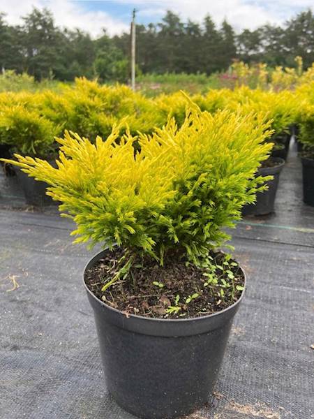 Jałowiec Limeglow poj. C3