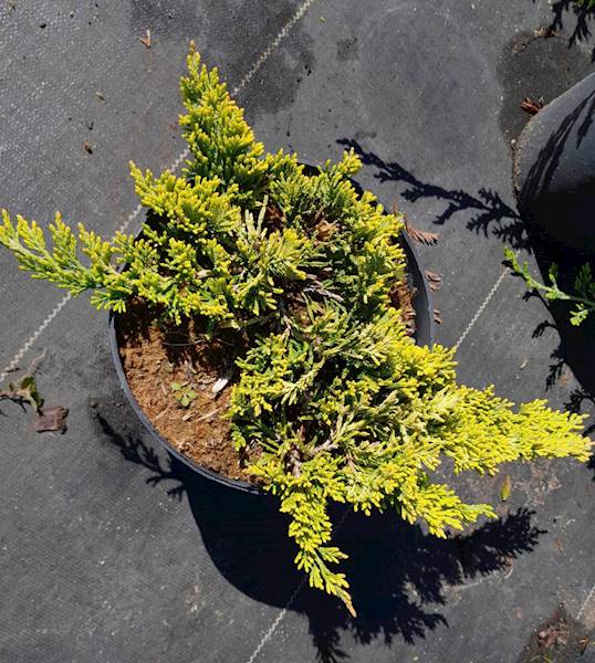 Jałowiec Golden Carpet poj. C3