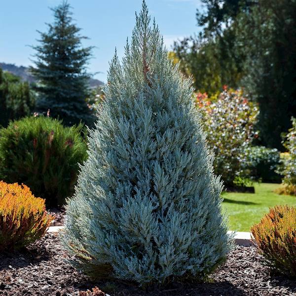 Jałowiec sab. Skeirocket poj. C3