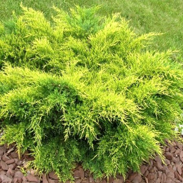 Jałowiec pf. Old Gold poj. C3