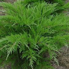 Jałowiec pf. Mint Julep poj. C3