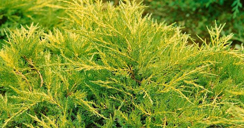 Jałowiec pf. Gold Star poj. C3