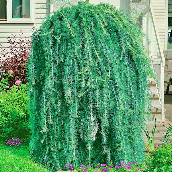 Modrzew Pendula   poj. Pa 150 C20