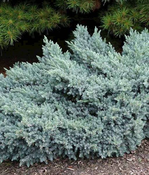 Jałowiec Blue Star poj. C3