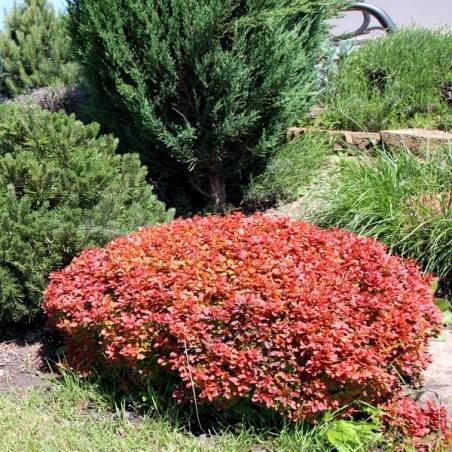 Berberys th.Bagatel poj. C2