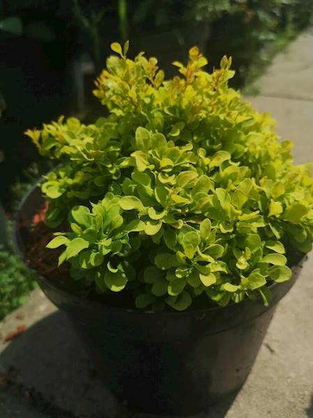 Berberys th.Bonanza Gold poj. C2