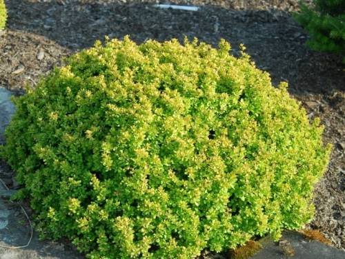 Berberys th. Kobold poj. C2