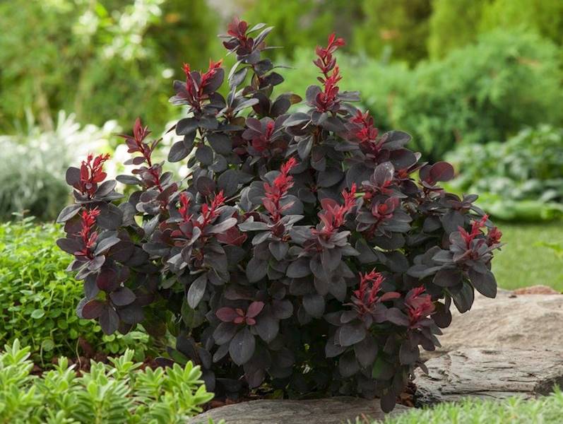 Berberys Concorde poj. C2