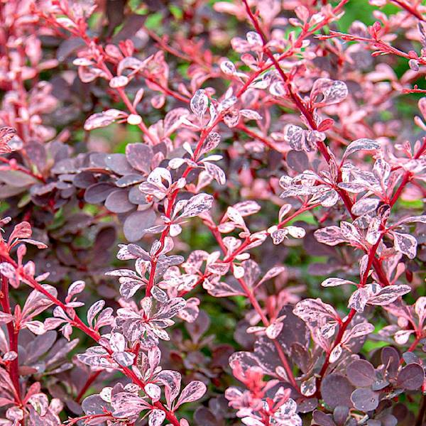 Berberys th. Harlekin poj. C2