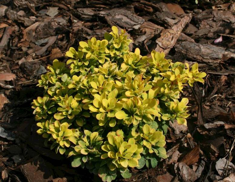Berberys th.Tiny Gold poj. C2