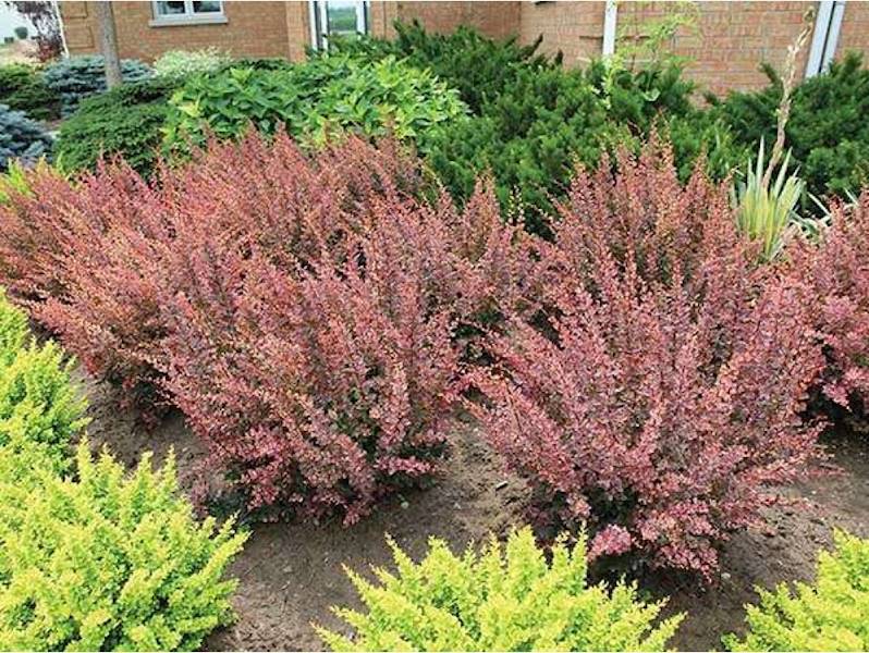 Berberys th.Rose Glove poj. C2