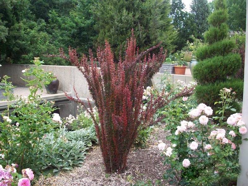 Berberys th.Red Pillar poj. C2