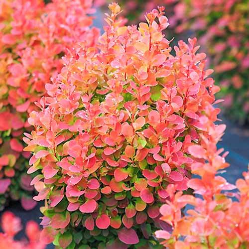 Berberys th.Red Chief poj. C2