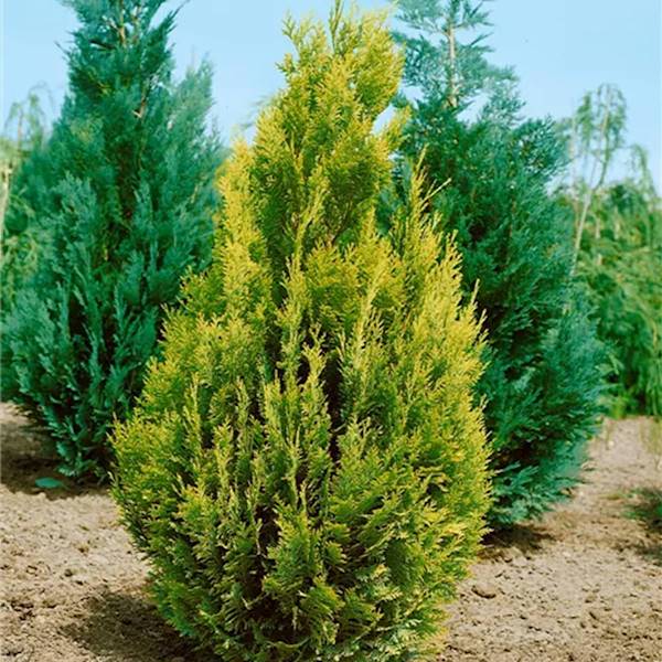 Cyprysik lawsona Alumigold poj. C15