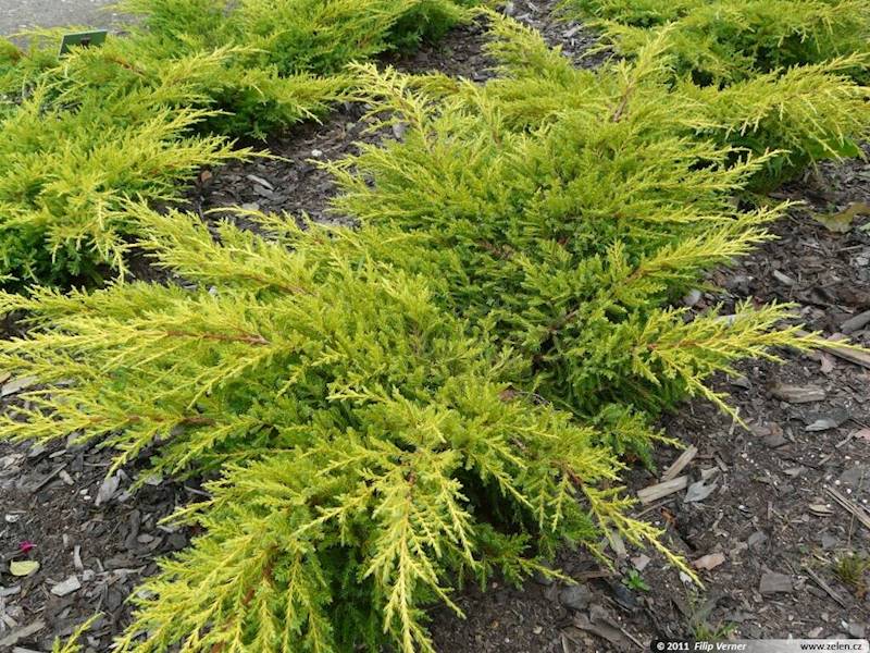 Jałowiec Goldkissen poj. C3