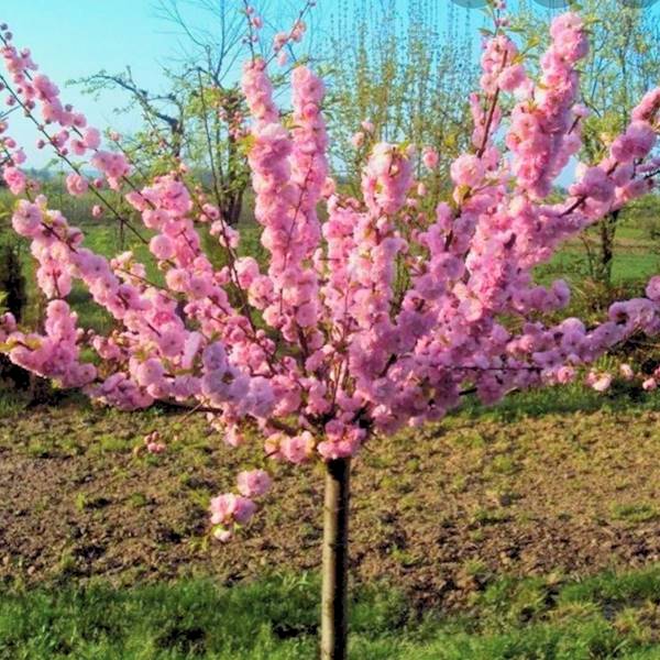 Migdałek trójklapowy poj. Pa 150 C20