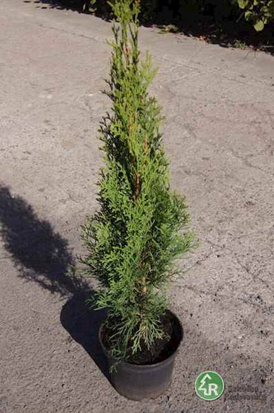 Tuja occ. Szmaragd poj. C3 50-70