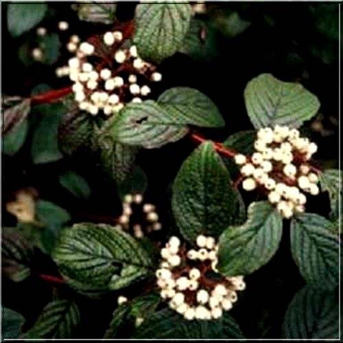 Dereń biały Siberian Pearls poj. C3