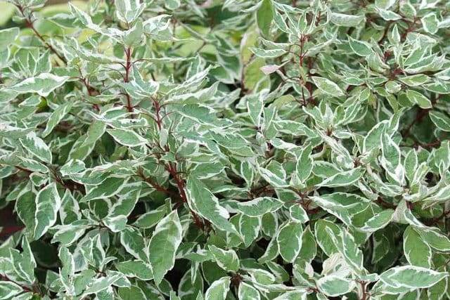 Dereń biały Sibirica poj. C3