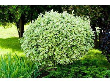 Dereń biały Aurea poj. C3