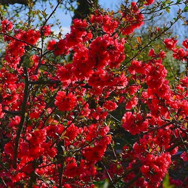 Pigwowiec japoński poj. C3