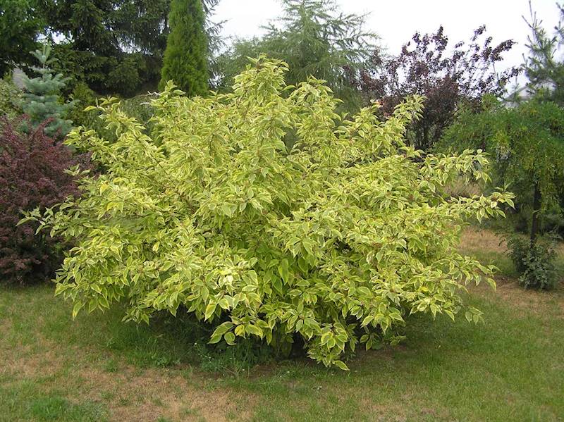 Dereń biały Spaethii poj. C3