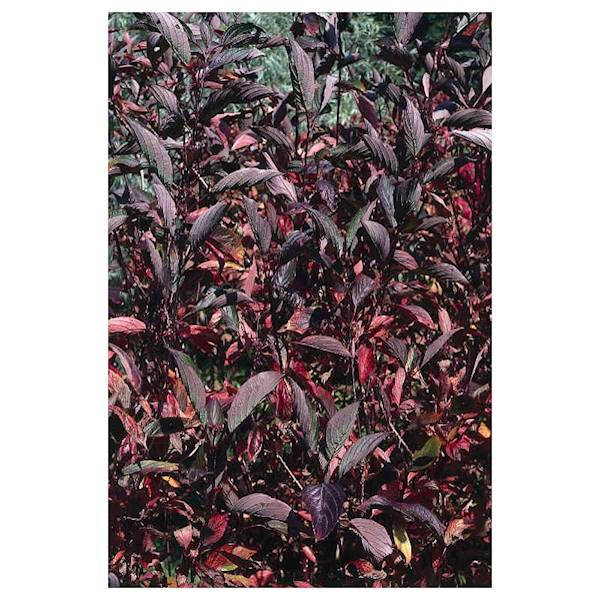 Dereń biały Kesselringii poj. C3