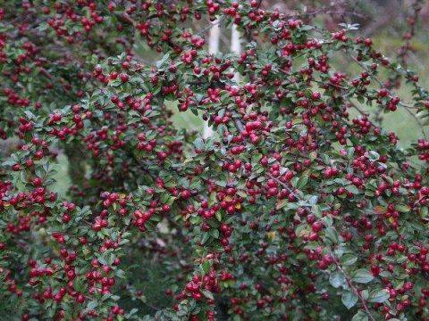 Irga rozkrzewiona poj. C2