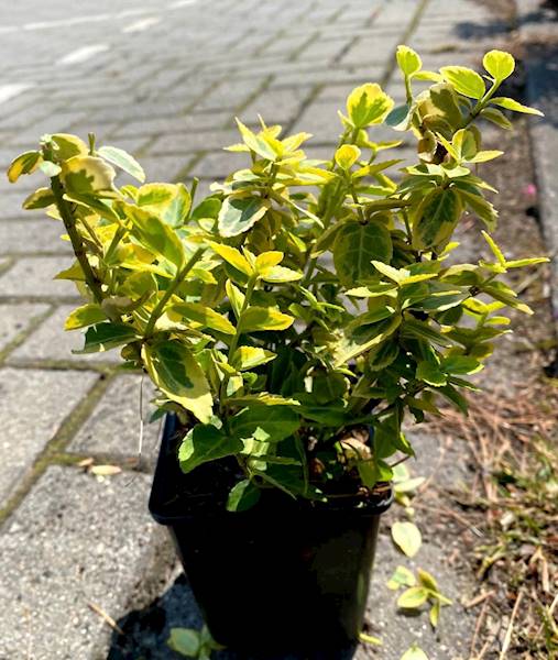 Trzmielina fortunei  poj. C2