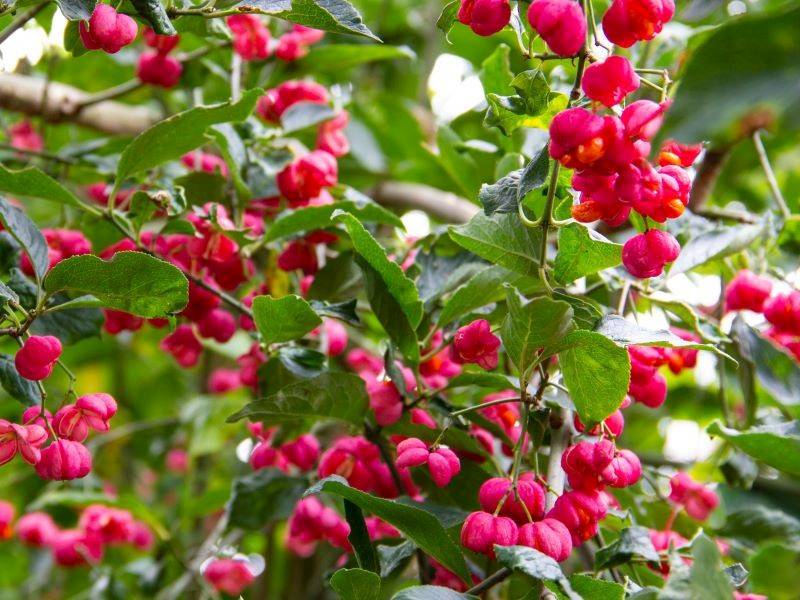 Trzmielina pospolita poj. C3