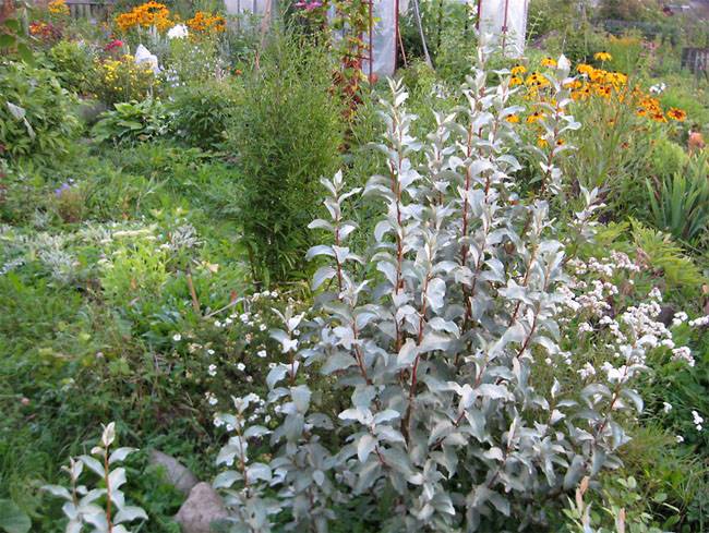 Oliwnik srebrzysty pstry poj. C3