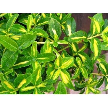 Trzmielina Emerald Sunspot poj. C2