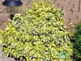 Trzmielina Emerald Gold poj. C2