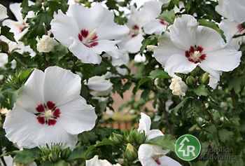 Hibiscus Kekmia syryjska  poj. C3