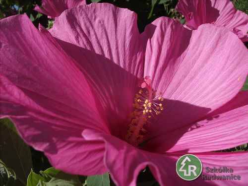 Hibiscus Kekmia syryjska  poj. C3
