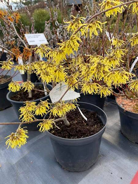 Oczar pośredni Pallida poj. C15