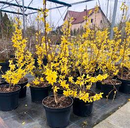 Forsycja pośrednia poj. C3