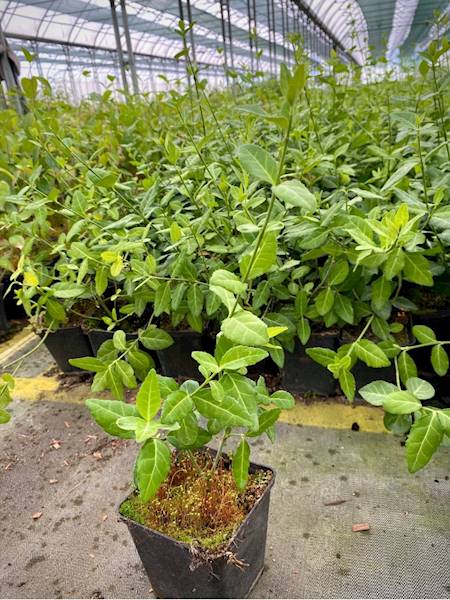 Trzmielina fortunei Coloratus poj.  P9