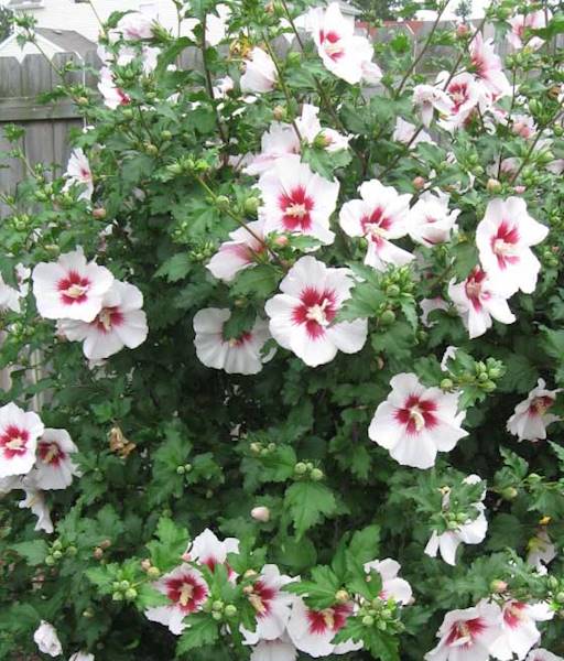 Hibiscus Kekmia syryjska Hamabo poj. C3