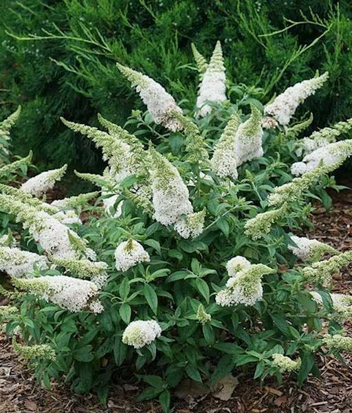 Budleja dav. White Profusion poj. C3