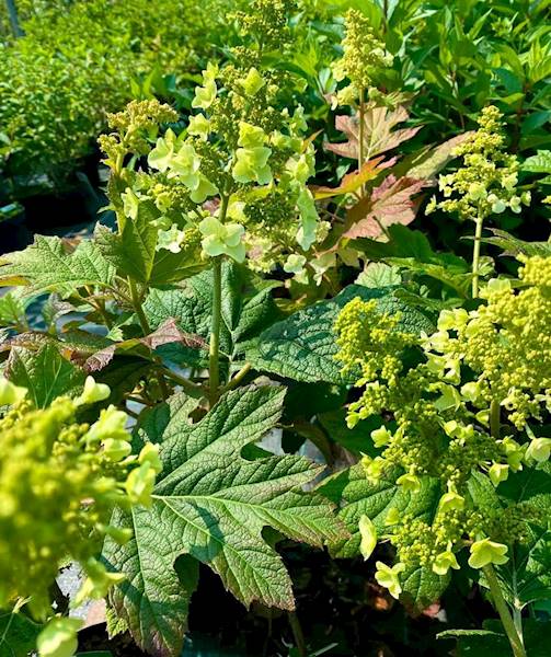 Hortensja dębolistna poj. C7