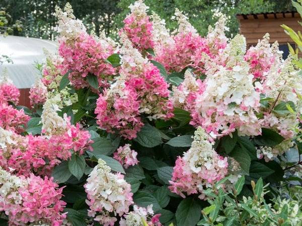 Hortensja bukietowa Pink Diamond poj. C3