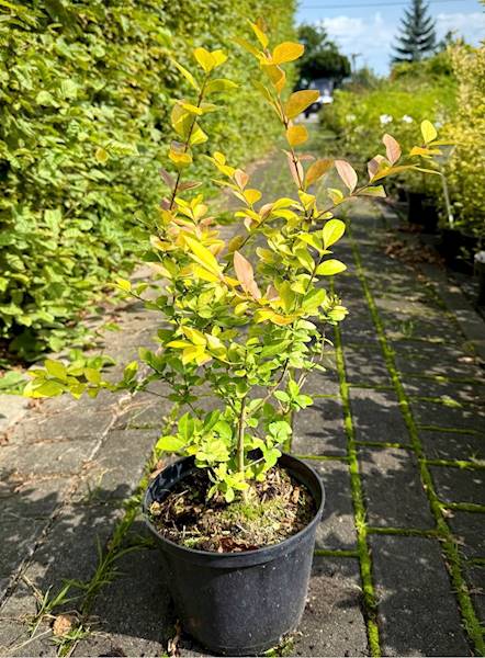 Ligustr Vicaryi poj. C2