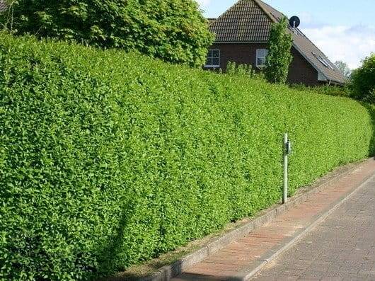 Ligustr pospolity poj. C2