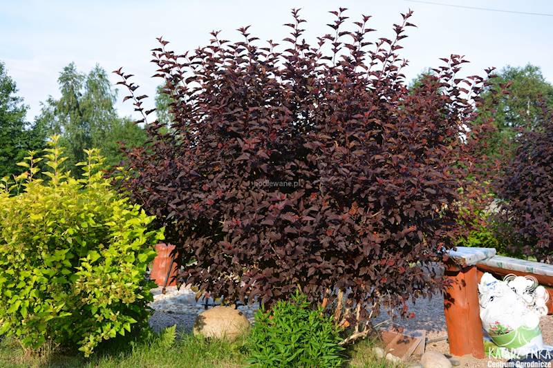 Pęcherznica kalinolistna Diabolo poj. C3