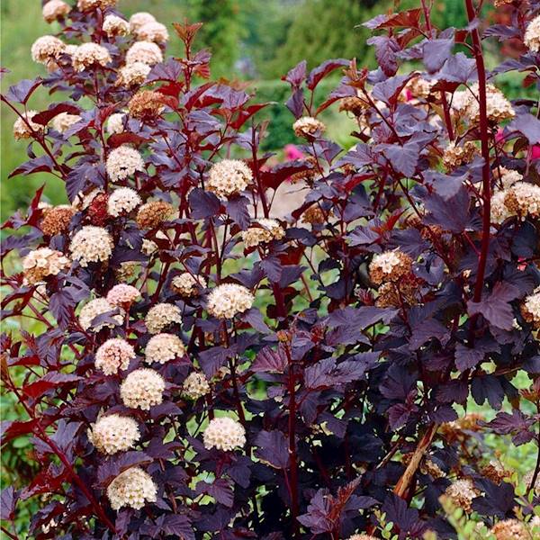 Pęcherznica kalinolistna  poj. C3